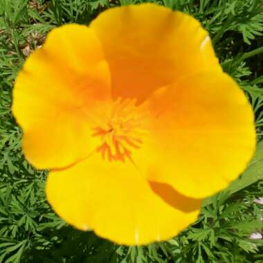 California Poppy 'Golden West'