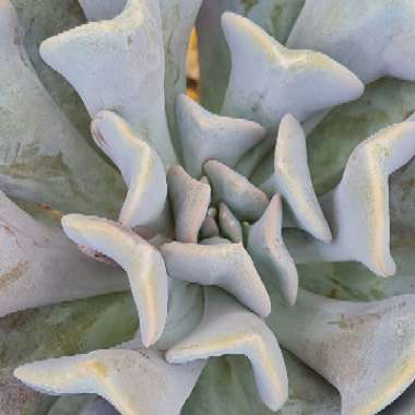 Echeveria 'Cubic Frost'