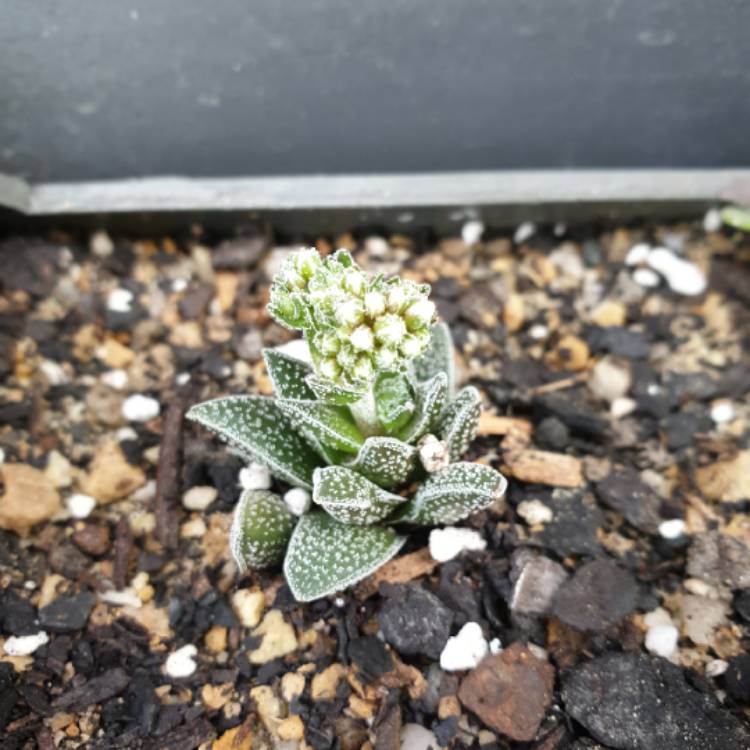 Plant image Crassula 'Frosty'