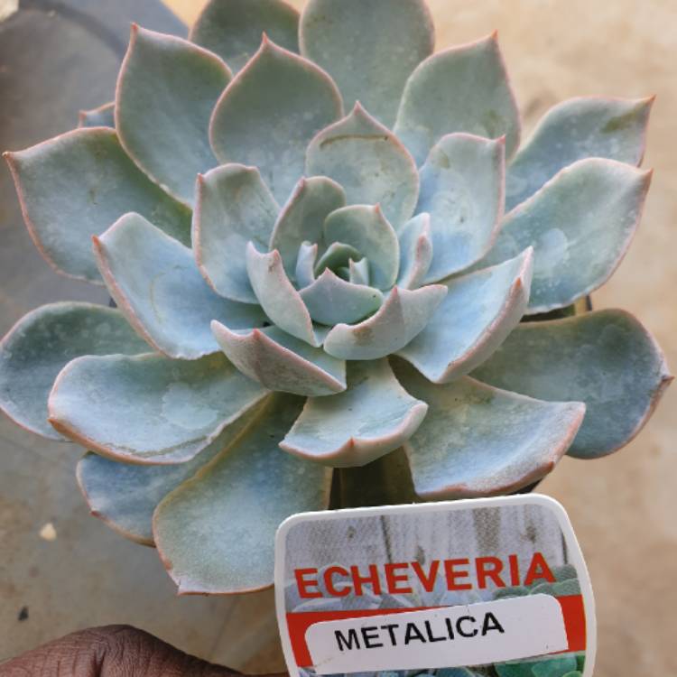 Plant image Echeveria Bifida