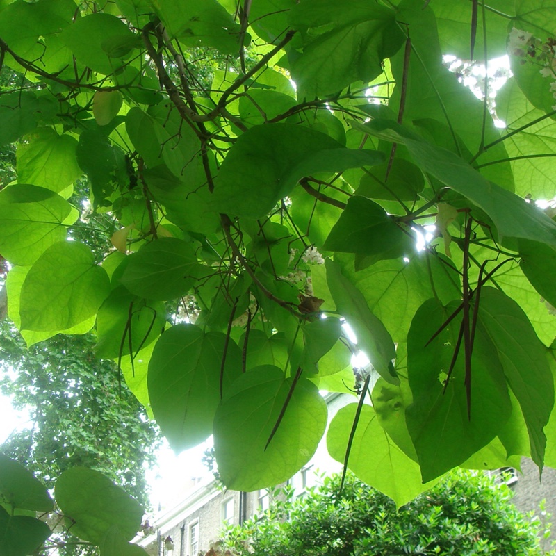 Catalpa bignonioides  syn.Catalpa catalpa, Catalpa syringaefolia