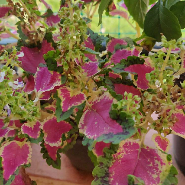 Plant image Plectranthus scutellarioides 'Scatter Splatter'