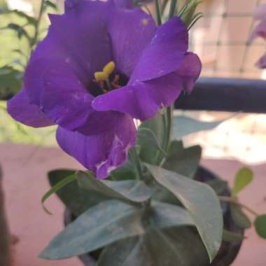 Eustoma russellianum