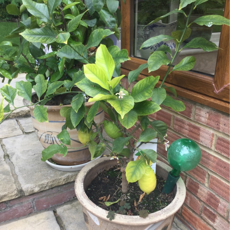 Citrus Tree