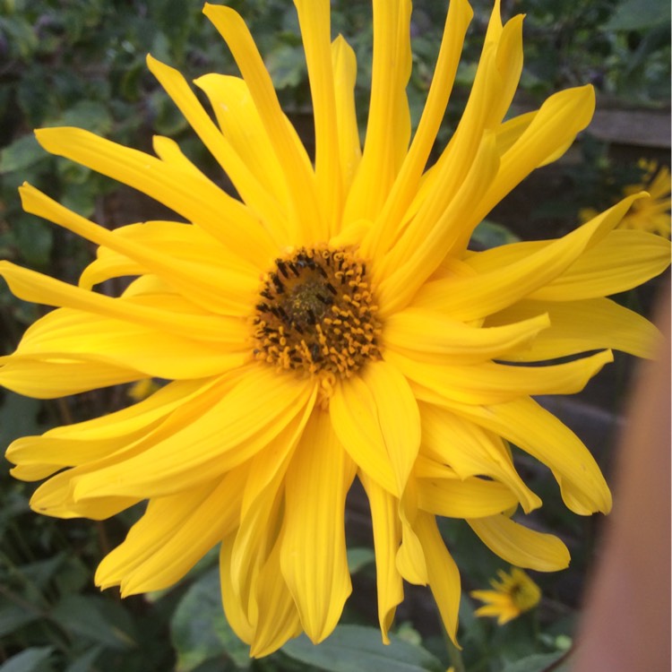 Plant image Helianthus 'maximilianii'