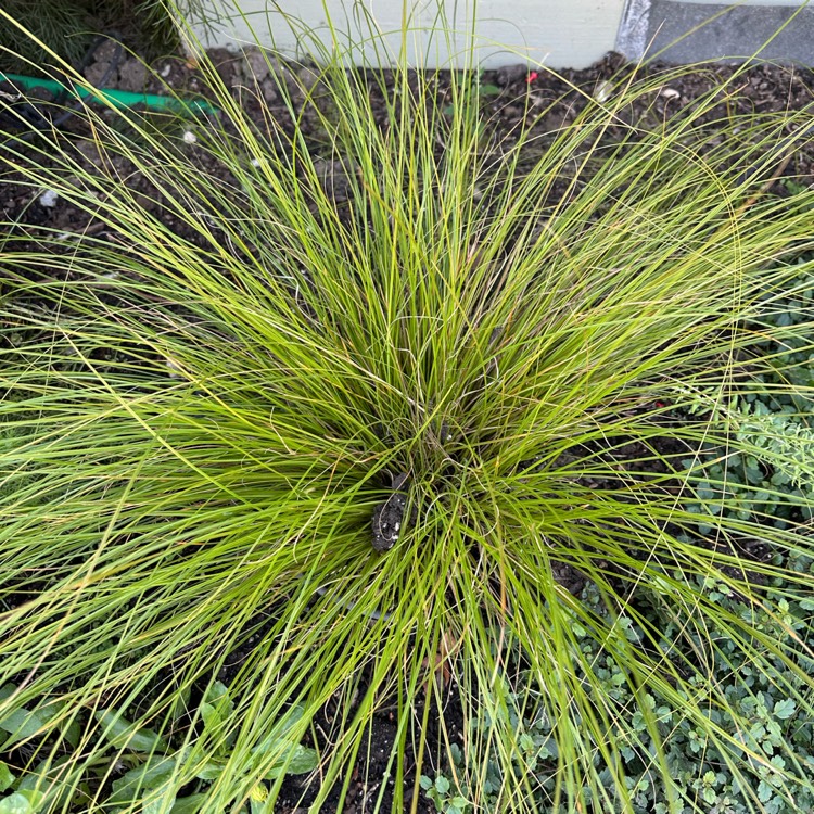 Plant image Carex Testacea