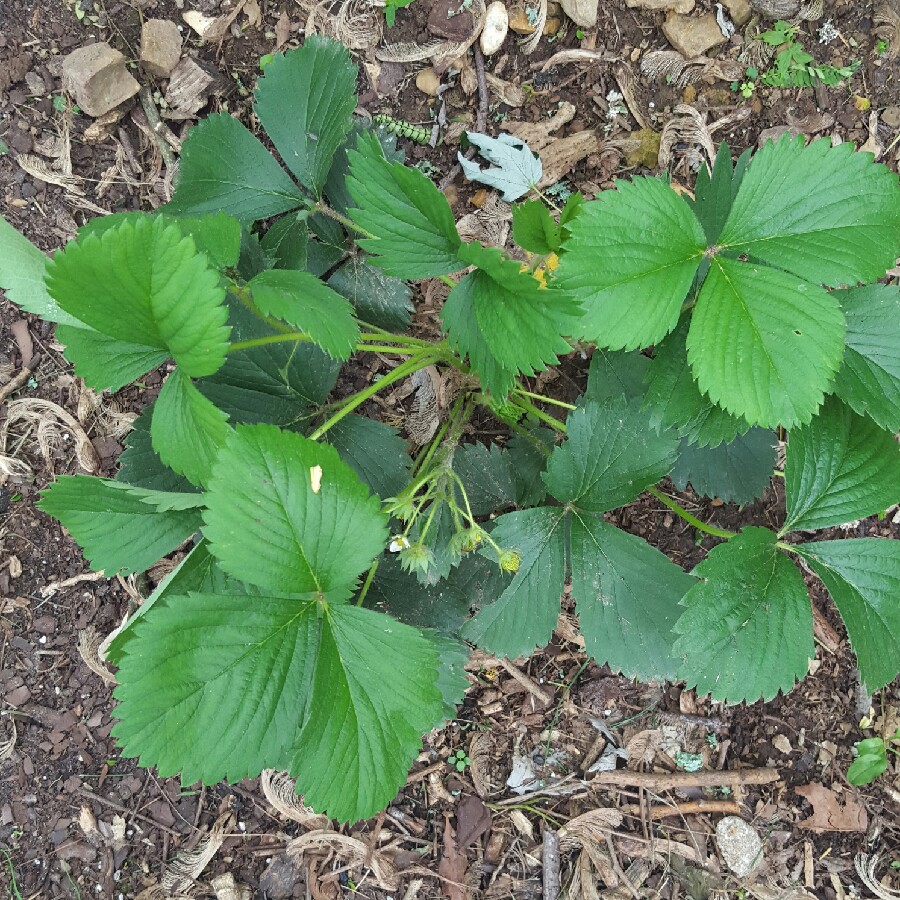 Plant image Fragaria x ananassa 'Pegasus'