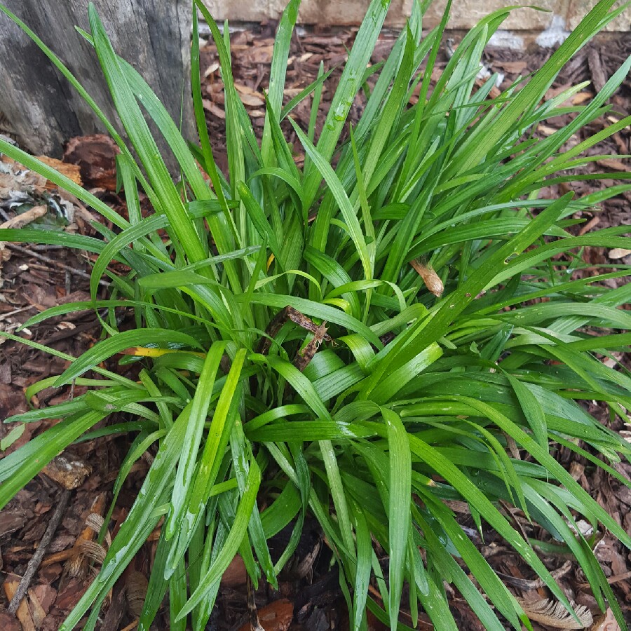 Plant image Liriope muscari 'Royal Purple'