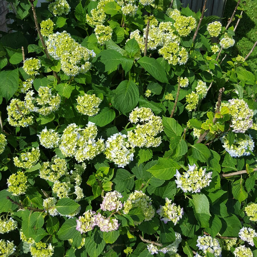 Plant image Hydrangea macrophylla 'Mariesii Lilacina'