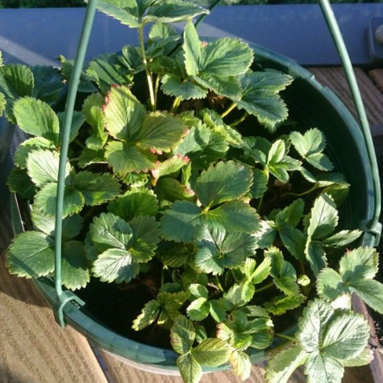 Plant image Fragaria x ananassa 'Pikan' (Fragoo Series) syn. Fragaria x ananassa 'Fragoo Pink'