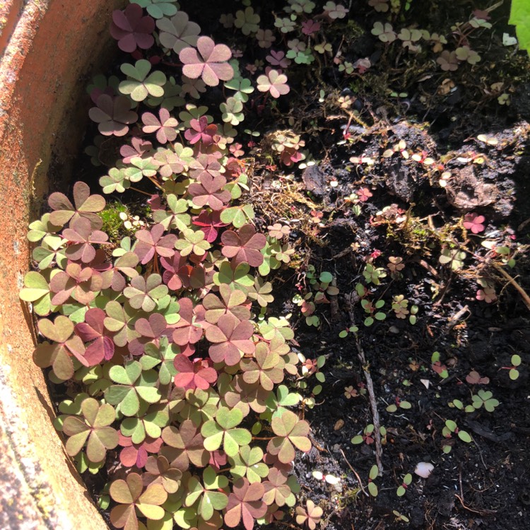 Plant image Bacopa