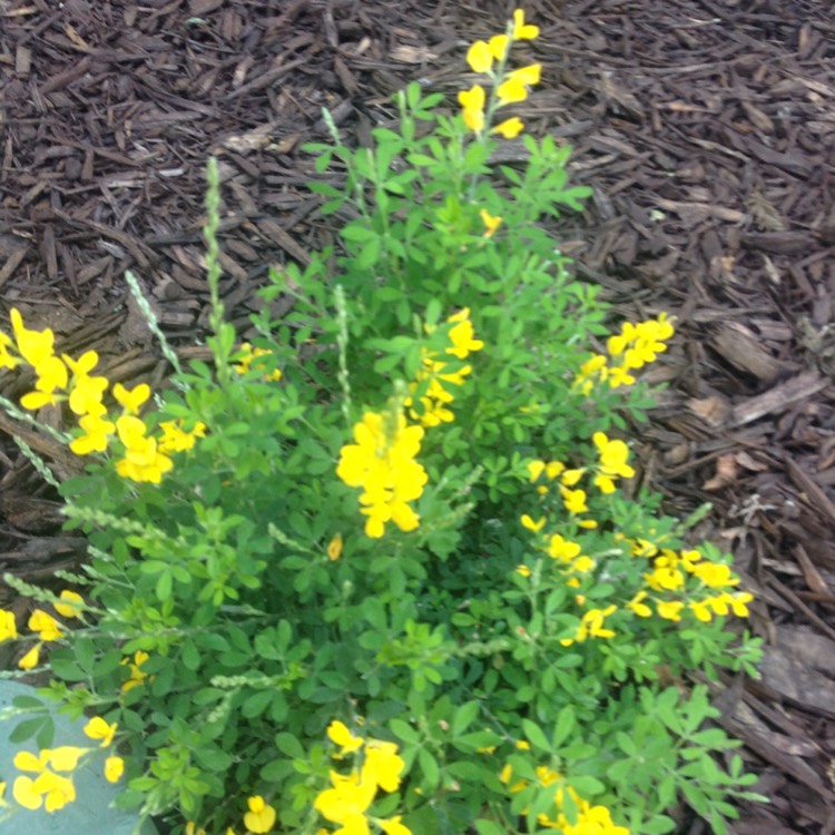 Plant image Cytisus racemosus syn. Genista racemosa