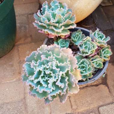 Echeveria Blue Waves