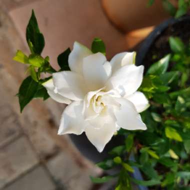 Gardenia Jasminoides