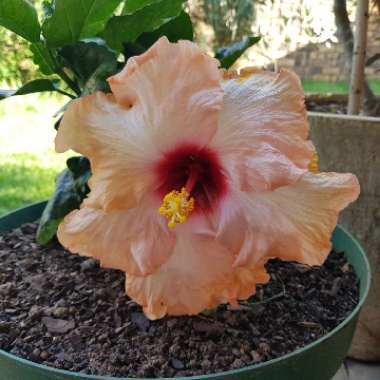 Tropical Hibiscus