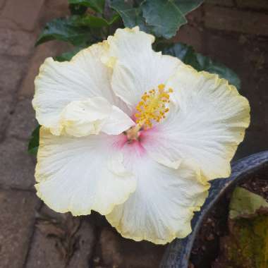 Tropical Hibiscus