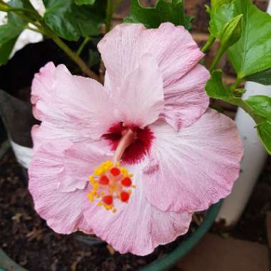 Tropical Hibiscus