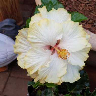 Tropical Hibiscus