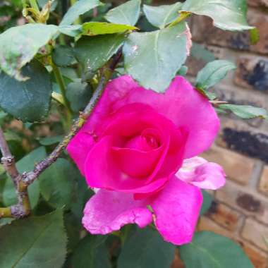 Rose 'Parole' (Hybrid Tea)