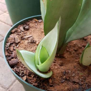 Snake Plant 'Moonshine'