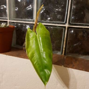 Philodendron