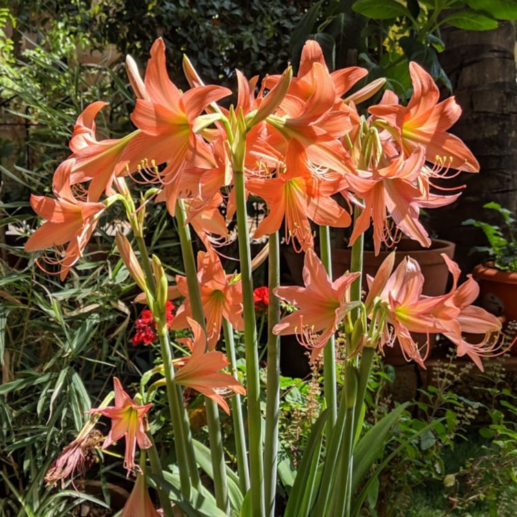 Plant image Hippeastrum puniceum