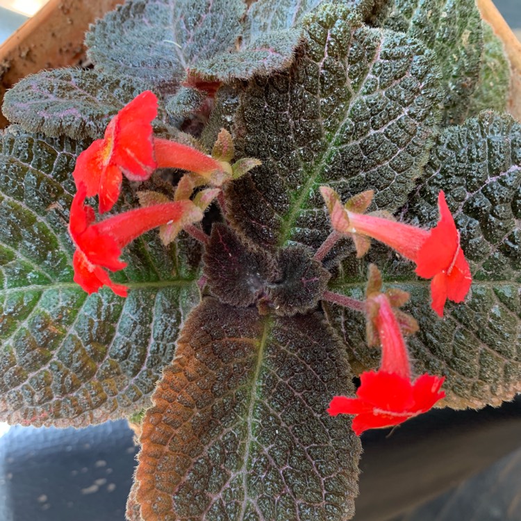 Plant image Episcia Cupreata