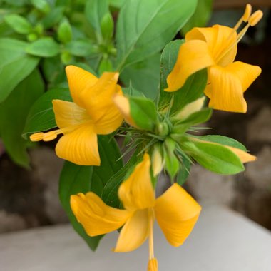 Yellow Barleria