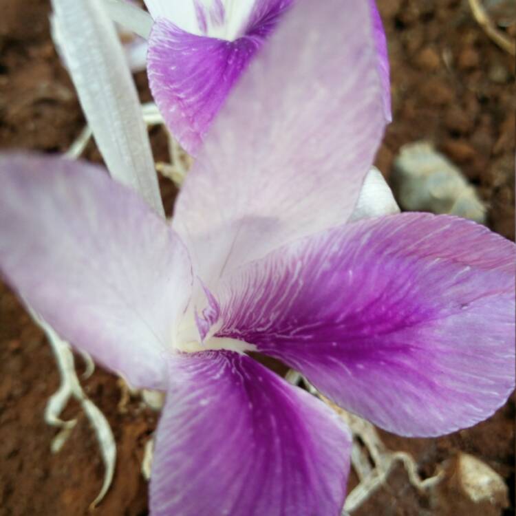 Plant image Crossandra infundibuliformis