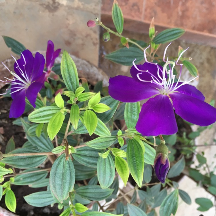 Plant image Tibouchina