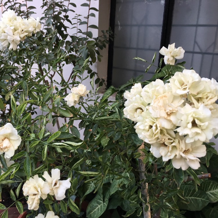 Plant image Rosa 'Flower Carpet White'