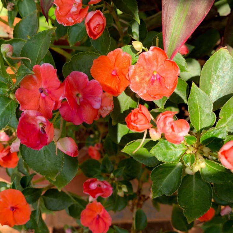 Plant image Impatiens