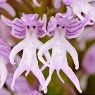 Orchis Italica