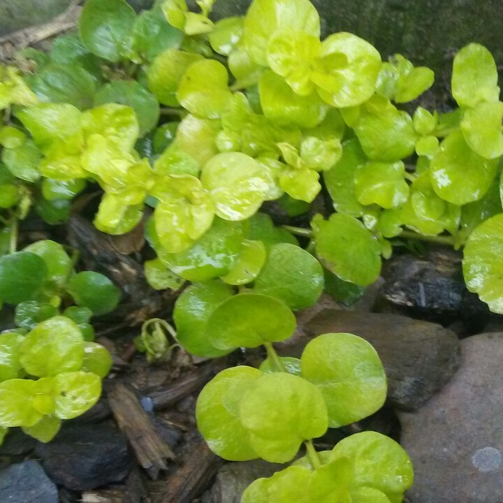 Plant image Lysimachia nummularia 'Aurea'