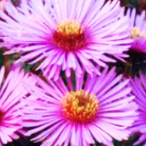 Aster