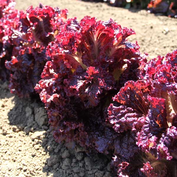 Plant image Lactuca sativa 'Red Velvet'