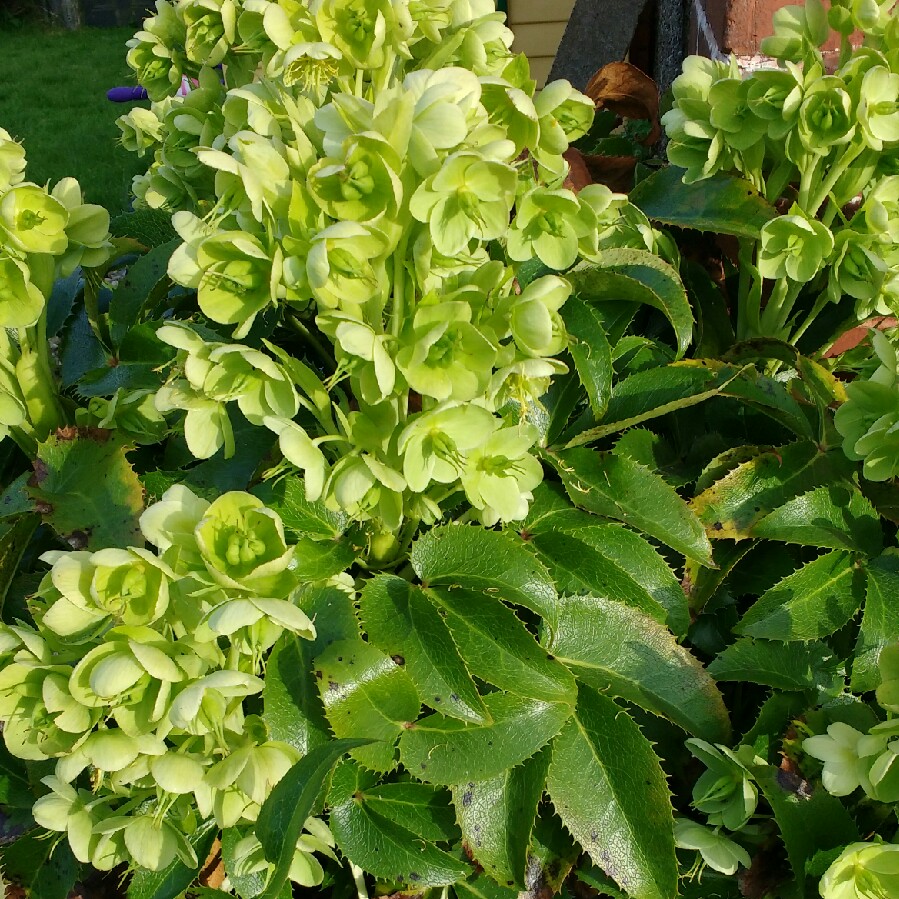 Plant image Helleborus x hybridus 'White Lady' (Lady Series)