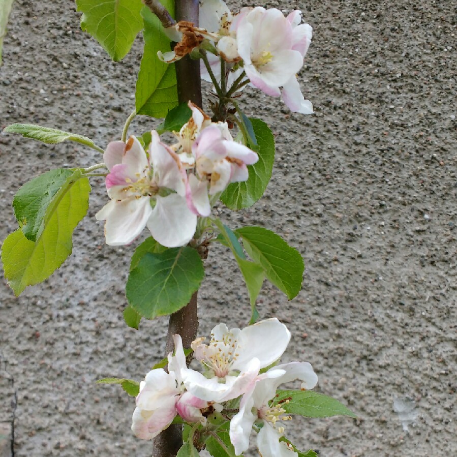 Plant image Malus domestica 'Spartan'