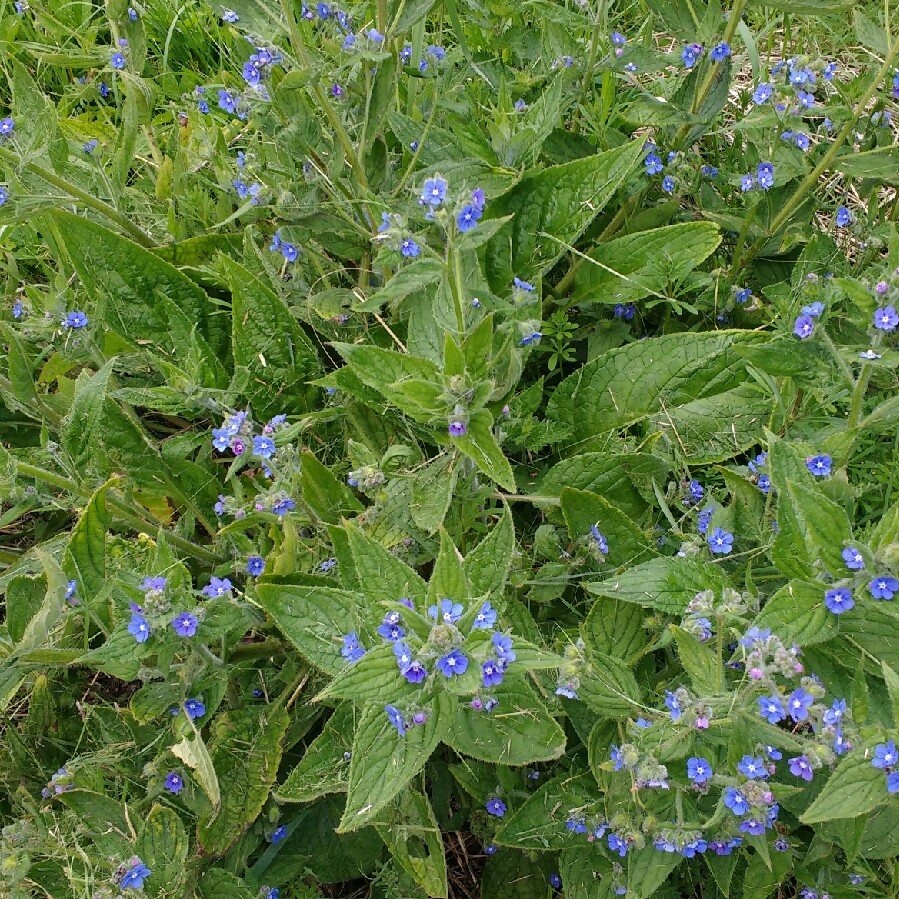 Plant image Pentaglottis Sempervirens