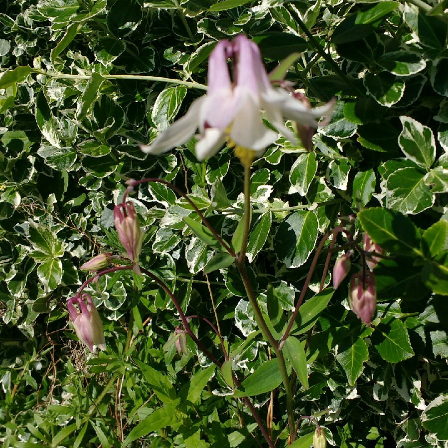 Plant image Aquilegia 'Ballerina'