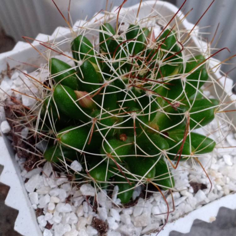 Plant image Mammillaria beneckei