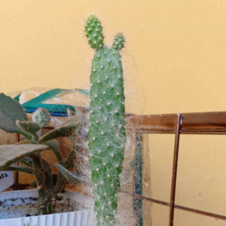 Plant image Opuntia erinacea ursine