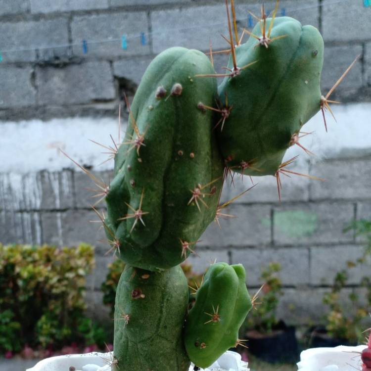 Plant image Echinopsis lageniformus 'Monstrose'