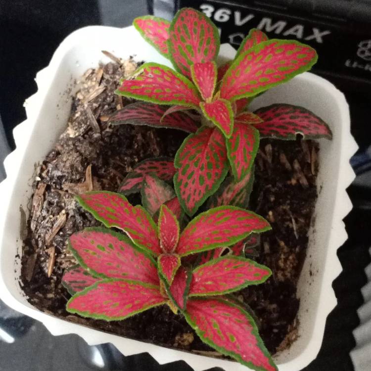 Plant image Fittonia 'Pink Ruby Lime'