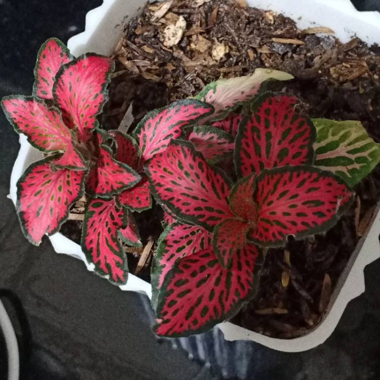 Plant image Fittonia Argyroneura Ruby Red