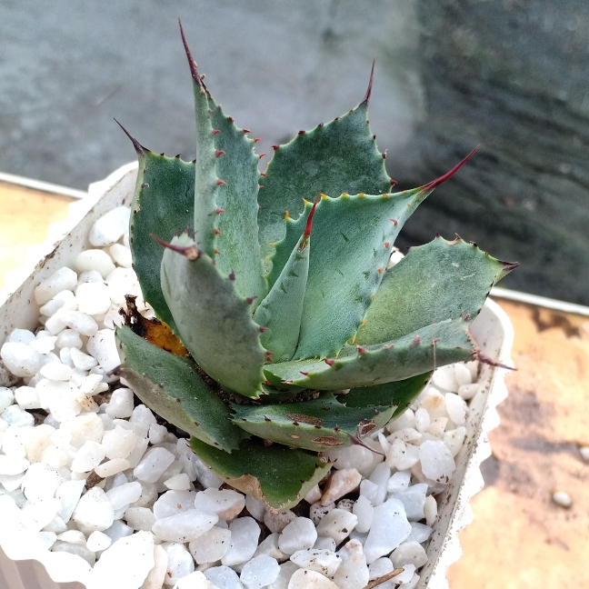 Plant image Agave parrasana