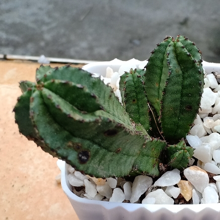 Plant image Euphorbia Polygona