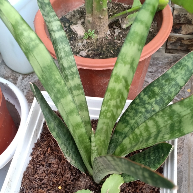 Plant image Sansevieria Dooneri