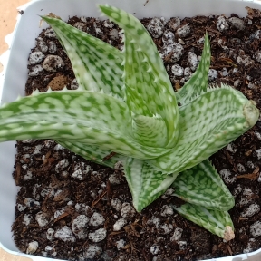 Plant image Aloe 'White Fox'