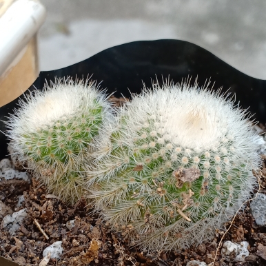 Plant image Parodia Scopa Cactus